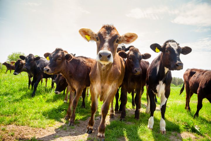 Agricultural